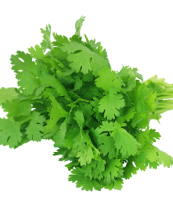 Coriander