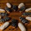 Mini Eclairs 3